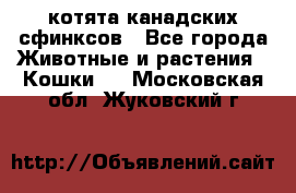 котята канадских сфинксов - Все города Животные и растения » Кошки   . Московская обл.,Жуковский г.